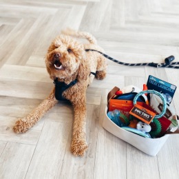 Congrats to our lucky pup Alto for winning the PooPrints yappy hour prize! If your pup hasn’t been signed up for PooPrints yet, please stop by the office for a quick cheek swab! 🐾
#500OceanAve #FallVibes Instagram post from @500OceanAvenue on October 19, 2021 14:54:19pm
